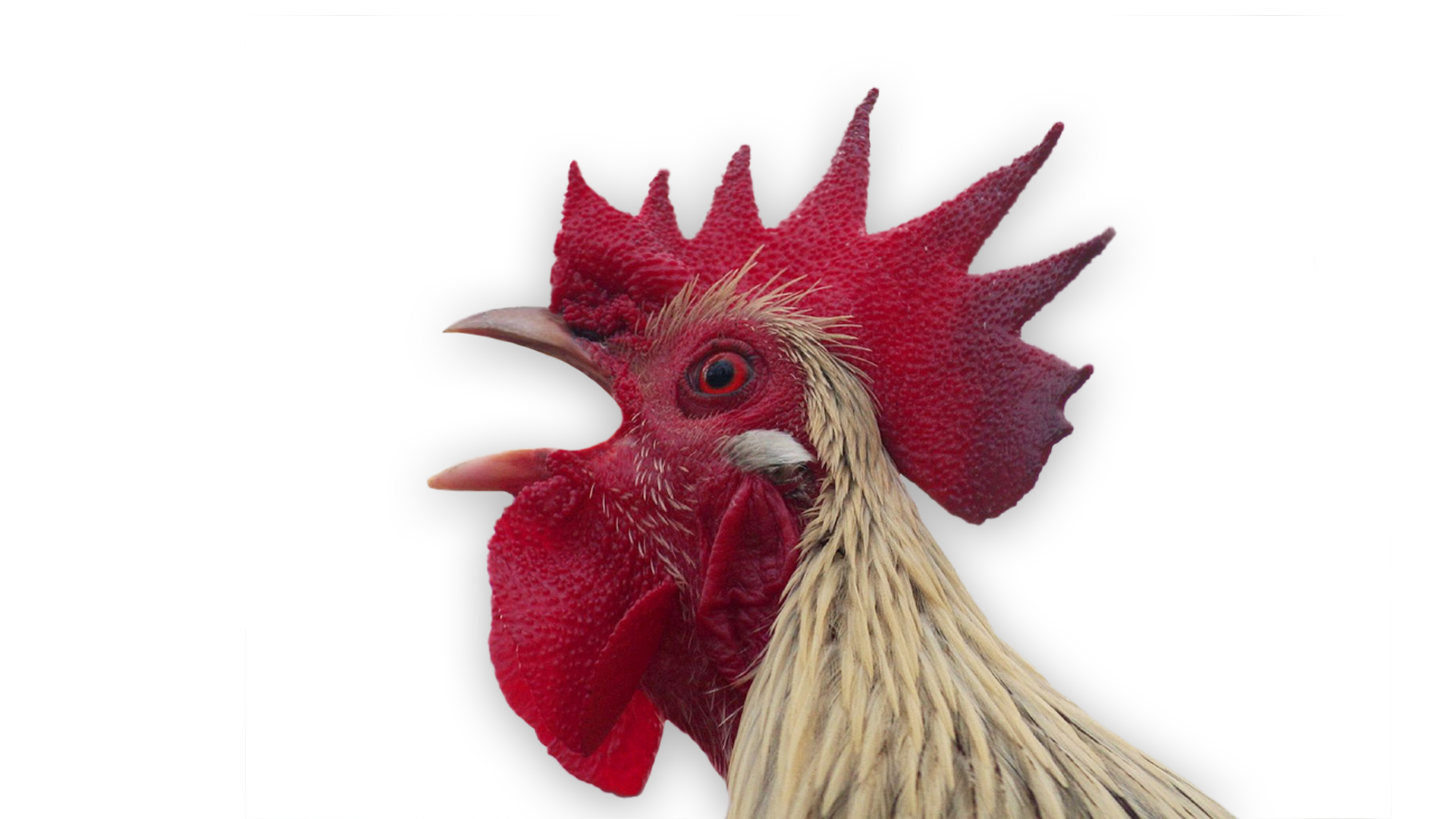ROOSTER 3.png