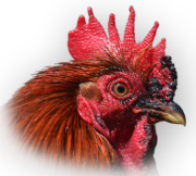 rooster+2.png