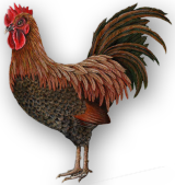 brown+chicken+1.png